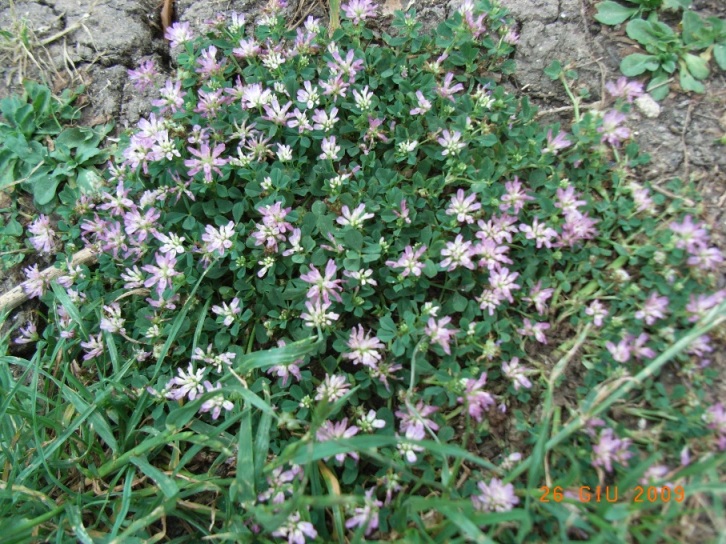 Trifolium resupinatum / Trifoglio risupinato